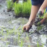 Wheat Harvest Organic Gather nice Moment